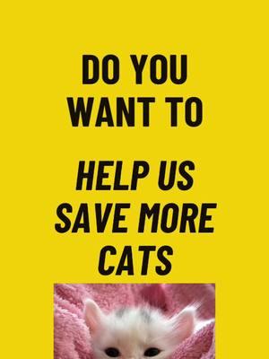 🚨🚨ATTENTION!!!! 🚨🚨 If we can raise $2,000 by 1/18/2025, thanks to an anonymous donor, all donations will go twice as far!!! 🫵 They have agreed to match dollar for dollar up to $2,000!!!!! That will help so many cats!! You can help us save cats TODAY! You MUST go to our Facebook linked in or bio and use the specified Facebook donation button on the post ONLY for it to count towards the match!!! Please help us get to our goal and reopen for intakes!!! Every dollar counts twice as far!!! #catwarriors #catrescue #linkinbio #cats 