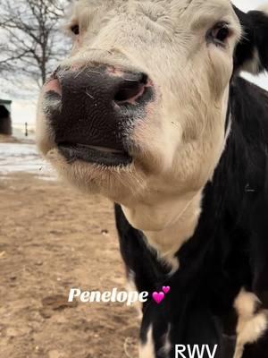 Happy cows 🐮😊#fyp #ladyfarmerneedsacocktail #findreasonstosmile #funonthefarm #happycows 