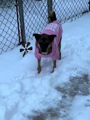 Gracie Roo decided she likes the snow:) We call this game kick snow😂❄️❄️ #snow #fun #dogs #imfreezing 