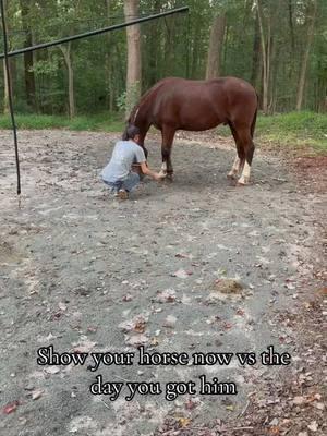 🤍 #greenscreenvideo #wildtomild #wildmustang #blmmustang #tricktraining #traininghorses #horsetrainer #laydown #bayhorse #gelding #foryoupage #fyp #kbhorsejourney 