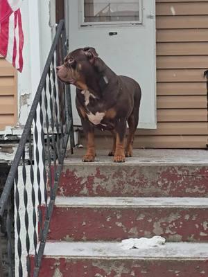 #snow#upperp#mich#up#cho#loki #foundation #xxl #king #topdog #boss #puppies #greenbay #detroit #fypシ #bullymom #PetsOfTikTok #pet #breed#fathe#grandf#americanbull#americanbully#americanbully#americanbullys #americanbullyofficial #bully #bullybreed #bullybreeds #bullybreedsoftictok #xlbully #xlbullynation #xlbullys #xlbullies #abkc #bullypuppy #bullys #foryoupage #foryourpage #nocap #nocaption #midwest #greenscreenvideo #snowing 