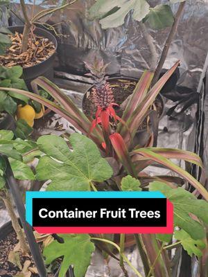 Replying to @allthingsveee Heres an update on my fruit trees :)  #beginnergarden #gardening101 #gardening #garden #urbangarden #indoorgarden #containergarden 