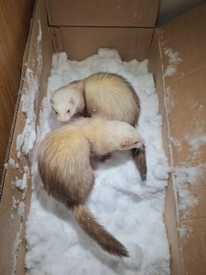 They both were snow virgins until this moment!  Love Snow Days With These Two!  . . . . . . . . #thesetwo #ferretlife #ferret #ferretsinsnow #snowferrets #Outdoors #indoors #mybestfriends #Zumie #Zami #PetsOfTikTok #ferretsoftiktok #TeMu #China #Digging #Diggers #Instincts #Rescued #petcoferrets #Snow #Petco #ferretnation #holetochina #hellwithpeople #Bumie #redeyesgoodvibes #ferrets 