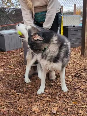 Marten is the king of chill vibes.  #AdoptableDog #AnimalShelter #ShelterDog #ShelterDogs 