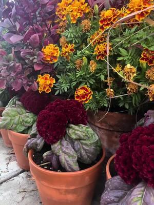 The perfect moody cockscomb for your container or boarder garden!  #gardening101  #smallgarden 