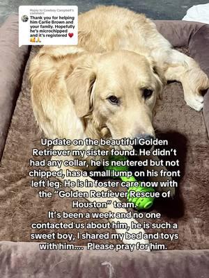 Replying to @Cowboy Campbell @Catsdoghouse please pray for him, everyday mom text to GRRH to ask about him, he’s in foster home with 2 other Goldens… he’s doing great. It’s really sad…abandoned pets, lost pets in Houston it’s a big problem… all the shelters are full🥹 People need to be more responsible #dogsoftiktok #charliebrown23 #founddog #lostdog #goldenretriever 