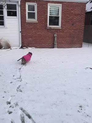 #iceicebaby #mimi #rescuedog #pitbullsoftiktok #doginsnow #dogmomlife 