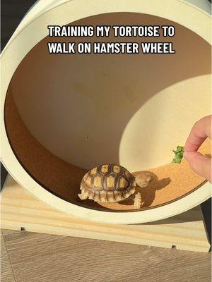 Training my tortoise to walk on hamster wheel 🥹🤎 #babytortoise #tortoisesoftiktok #tortoise #foryouuu 