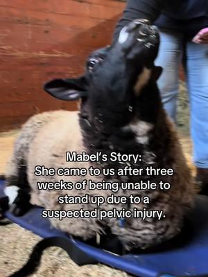 Sheep Rehab at VRSVA! #vrsva #rehabvet #sheeprehab 