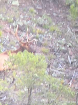 5 point bull! #elk #wildlife #bullelk 