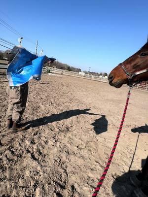 Gets you a man who 🐴 #fy #equestrian #bestboyfriend #bestboyfriendever #best #y #yes #sundayfunday #sun #bittersweet #bestweekends #ottsb #ottsboftiktok #bay #bays #groundwork #horses #boyfriendcheck #bestman 