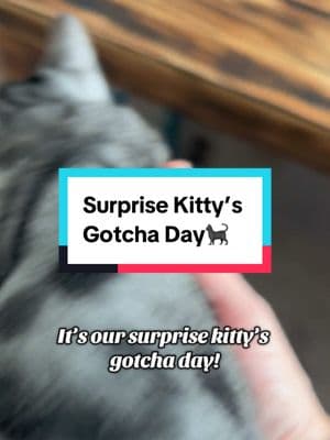 It’s #surprisekittys #gotchaday at #wond#wonderspotsbengals and we couldn’t be happier for his new parents! Here is a recap of the day! #bengalkittens #catlovers #catsoftiktok 