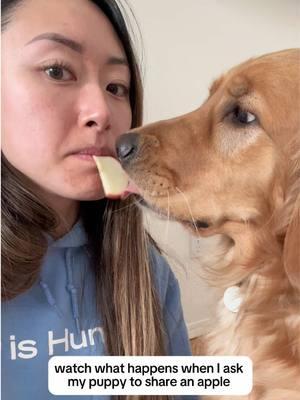 My puppy sharing an apple slice with me 🥺🫶🐶🍎 #cutedog #goldenretriever #goldenpuppy #cutedog #gentle #dogasmr 