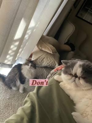 Aww the sweet serenade 🥰 #auggie #norwegianforestcat #jellybean_the_exotic #exoticshorthaircat #ockitties #fyp #foryoupage #purrfect #tiktokkitty #tiktokcatcommunity 