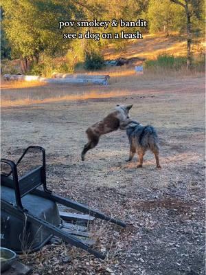 lmao can you guess who smokey is? #fyp #smokeyandthebandit #smokey #shadow #puppy #cowboy #olson #earsarentforlistening #australianshepherd 