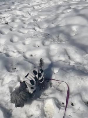 #spreadingjoy #snow #PetsOfTikTok #jack #supportrescuedogs #humanerescuealliance 