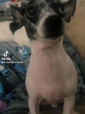 #CapCut #chihuahua #chihuahuastiktok #chihuahuafanclub #chihuahuasoftiktok #chihuahuasoftiktok #chihuahualove #chihuahuapuppy #chihuahuamexico # fyp #foryou #ypi) ##unny #foryourpage #fypage #fyp viral #virsi #parati #paratupagina #paratuhermana #paratupaginadetiktok #perros #viral #viralvideo #perro #babydogs #doggy #doggylove #rock #rockstar #fyp #tiktokdogs #puppy #dogsoftiktok #tiktokdog #petdog #viral #nyc #lovepetsusa #foryourpageofficiall #CapCut #chihuahua #chihuahuastiktok #chihuahuafanclub #chihuahuasoftiktok #chihuahuasoftiktok #chihuahualove #chihuahuapuppy #chihuahuamexico # fyp #foryou #ypi) ##unny #foryourpage #fypage #fyp viral #virsi #parati #paratupagina #paratuhermana #paratupaginadetiktok #perros #viral #viralvideo #perro #babydogs #doggy #doggylove #rock #rockstar #fyp #tiktokdogs #puppy #dogsoftiktok #tiktokdog #petdog #viral #nyc #lovepetsusa #foryourpageofficiall #navidad #navidadentiktok #christmas #christmastree 