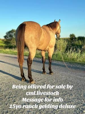 15yo grade gelding 100% in every way! Ranch horse/trailride/funshow/sortings FOR SALE NOT ON SALE#iowacheck #fypシ゚viral #buckskin #forsale #ranchhorsesoftiktok #gelding #roping #steers #ropingcattle #cowboy #cowboyin #