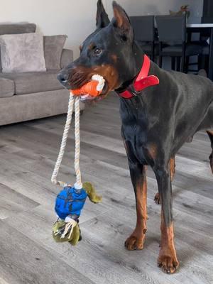 Wait till the end 😂  . . #doberman #dogtoys #dobermanpinscher #funnydog #onetigris 