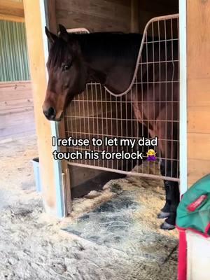 “I think I’m going to thin his forelock” “No you’re not” LOL #horse #horses #fyp #thoroughbred #pickfordtb #stallion 