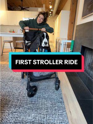 you didn’t think we’d be staying inside, did ya? 😎 (the stroller is in my post-op recovery amzn list) #stroller #tplorecovery #dogmom #dogdad #springerspaniel 