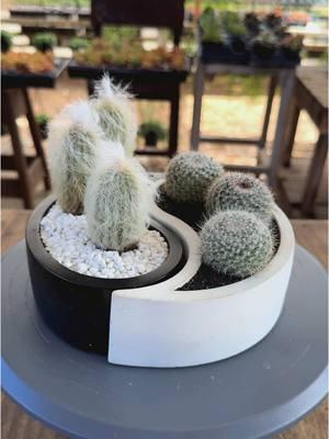 A Yin and Yang cactus arrangement embodies the sophistication of balance: strength and serenity in a perfect dance. #succulents #succulentsoftiktok #succulentarrangement #arragement #IsaacFarms #Miami #pachypodium #planttiktok 