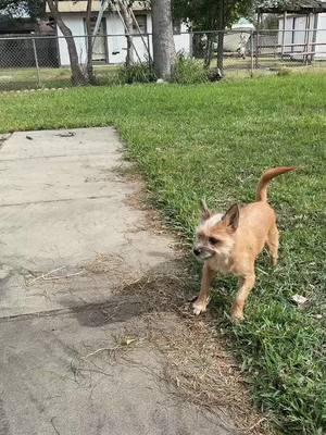 Playtime#enjoylife #petthings #rhia #relax #BigComfy #lawn #Remi #peace #smalldogsoftiktok 