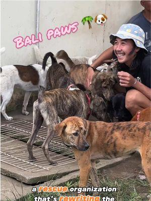 Replying to @snow_moose  ✨ BALI PAWS 🐾 ✨ we had such an amazing time meeting up with the team behind Bali Paws & of course THE PUPS!! 🐶💖 Do yourself a favor and check out the amazing work they are doing!! @Bali Paws 😺🐶🐾  Here’s to many more doggos getting the help they need!! 🐕💗 check out their website for ways to help! 😊  Thanks for joining us for episode 3 of TGA TAILS!! 🐈🐾 where we highlight amazing animal rescues all over the world 🌎 ✨  #lennyandthecats #TGAtails #balipaws #thedodo #animalrescue #dogrescuestory #puppyrescue #rescuedismyfavoritebreed 