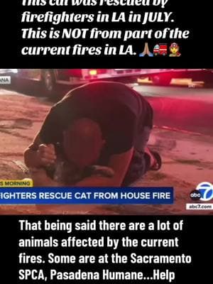 #wildlife #lafires #help #animalshelters #adoptdontshop so they can #make #room for #more #animals . #firefighter #saves #cat From #fire #July #LA #fy