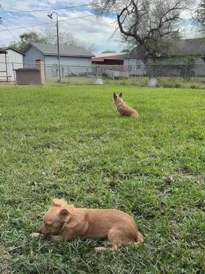 Peaceful#enjoylife #petthings #rhia #relax #BigComfy #lawn #mypet #thisislove 