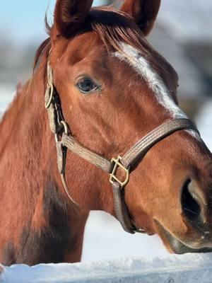 So many have asked. How is baby Truth. Well here are pictures from this morning. Plus a little recap of how it started. @Campbell🍉 @kenedi #horse #horsesoftiktok #horseracing #horsetok #thoroughbredsoftiktok #equestrian #thoroughbred #racehorses #foals #foalsoftiktok 