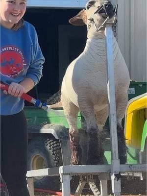 Sheep, FFA Lamb #lamb #sheepshow #lamb #sheepproject #lambproject #fluffyhair #turnerffa #oklahoma 