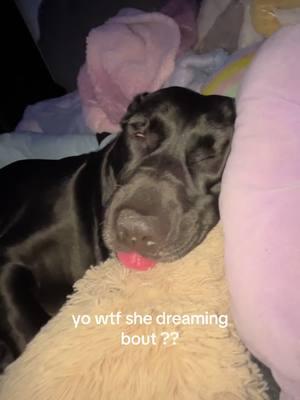 im scared #dogsoftiktok #dogcommunity #fypシ #workingmuttharley #dogsleeping #xyzbca 