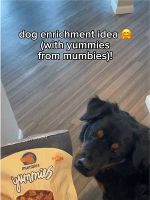 Bear loves his puzzles 🧠💪 & @getmumbies too🥰 #dogenrichment #dogpuzzles 