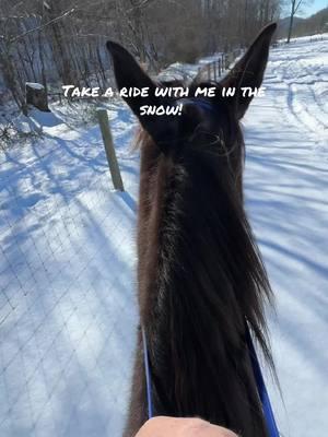 Jazzy in the snow today #fyp #horse #horses #horsesoftiktok #ewhtrailhorses 