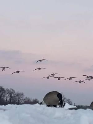 Right where you want em! #goosehunting #waterfowl #moltgear