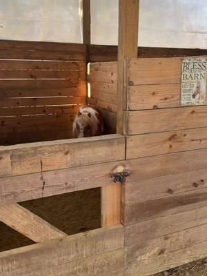 #smoothmovesranch #farmlife #gratefulandblessed #morningmybabies #smrpasos #therapytok #thankfulandblessed #horses 