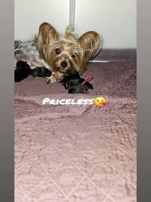 The Photo and her name is Priceless  Priceless last litter!! If interested dm or text me my number is in my bio. Only Males Available  waiting list for females Delivery Available in the United States only. #pfunkyorkiesbynikki #rehome #puppiesoftiktok  #vettech  #TIKTOK  #cutepuppies #puppies #dogs #yorkie  #baddie #puppies  #Love #beauty #cute #greatphotography  #animals  #explore #discover #puppy #puppylife #pfunkyorkiesbynikki #cutepuppies #puppies #dogs #yorkie  #baddie #puppies  #Love #beauty #cute #greatphotography  #animals  #explore #discover #puppy #puppylife #lasvegas #vegas #california #texas #atlanta #usa_tiktok  #chicago #alaska #michigan #anchorage #georgia #lousiana #flordia #miami #stlouis #animetiktok #animeedit #us #unitedstates #northcarolina #northdakota 