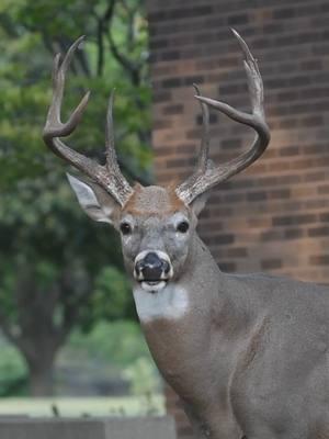 Few Cemetery bucks..#whitetail #outdoorlife #midwestwhitetail #whitetaildeer #antleraddict #buck #deer #urbanwildlife #wildlifephotography #wildlife #bigbuck #whitetailadrenaline #outdoorsman #urbandeer