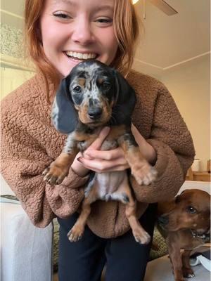 OUR DAPHNE GIRL 🥹🎀 #dachshund #puppy #minidachshund #wienerdog #dappledachshund #dachshundpuppy 