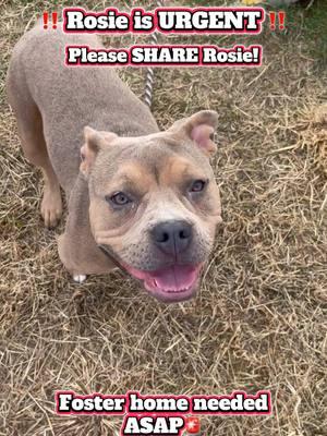 ‼️🚨URGENT URGENT 🚨 ‼️ ❌ROSIE NEEDS OUT ASAP❌ Rosie is not doing well in the stressful kennel environment she needs a foster that will allow her time to decompress in a quiet environment. She is around 1 1/2 years old so she is a very young pup. She came in as a stray and was briefly adopted, but sadly returned for not getting along with cats. So she needs a CAT FREE HOME. Rosie is a playful girl who knows some commands. Please SHARE this young girl so we can find her a foster❣️ • • • If you can foster Rosie or know someone who is able to help please reach out ASAP! • • • #rosie #urgent #sad #share #fypシ #animalshelter #help #asap #fosterhome #urgent #timestamp #pittielove #shelterdogsoftiktok #foryoupage #nj #helpingdogs #fypシ゚viral #savealife #paws #rescue #fosteringsaveslives #bullylove #shelterdogsrock #fyppppppppppppppppppppppp #shelterlife #stressfulenvironment 