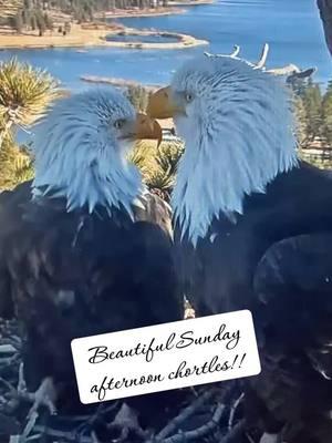 1/12/@12:57 pm 💕🙏🏼🦅+🦅=💖 I could listen to them all day !! Also I am on  🍋 8 , Getting excited for this egg season approaching!! #nature #jackieandshadow #friendsofbigbearvalley #Bigbearlake #bigbearcalifornia 