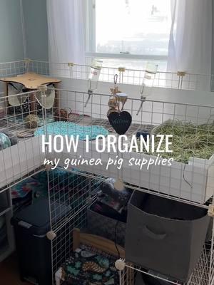 How I organize all of my guinea pig supplies 🐹✨ #guineapig #guineapigsoftiktok #fyp #pets #smallanimals #organization #cuteguineapigs #rodents #guineapigmom #guineapigobsessed #petlover #animals 