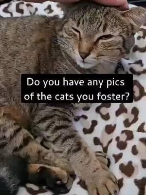 Can you name all 8 of my most recent foster kitties?! (Cocoa location) Bonus question...can you tell who the attention stealer is in the beginning clip rubbing against the phone 🙈?! #adoptdontshop #rescuedcats #fosteringsaveslives #foster #adopt #rescue #tabbycats #blackcats #tortiecats #torties #rip #rainbowbridge #rescuedismyfavoritebreed #rescuedandloved #catvideo #catreel #furrynationpeteducation #furrynationsalvation 