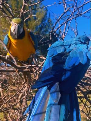 Singing with Chopper #animallover #animalsoftiktok #animal #animals #animales #bird #birds #talkingparrot #talkinganimals #birbs #birb 