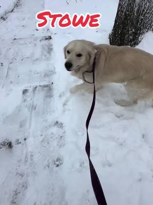 #fyp #snowday #goldentok #goldenretriever #dogtok #PetsOfTikTok #goldensoftiktok #goldenretrieverlife #dogsoftiktok 