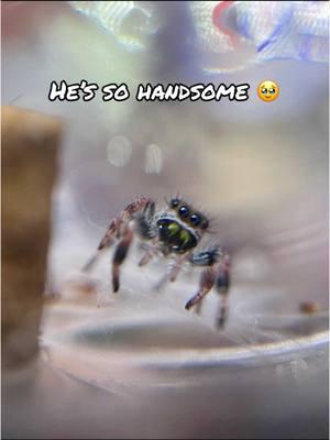 Oh, how I missed that sweet face. He’s still just as friendly and gentle as before. #oscarthejumpingspider #pregius #phiddipusregius #jumpingspider #jumpingspideroftiktok #spidertok 