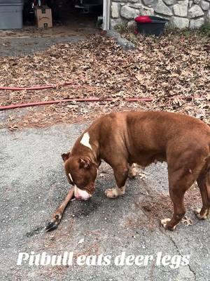 😳 Ever seen dogs eat deer? #burrnationk9s Koko  #RawFedDog #RawDietForDogs #BARFDiet #RawFeeding #HealthyDog #RawFed #DogNutrition #NaturalDogDiet #RawFoodForDogs #BARF #HealthyK9 #RawDogFood #DogLovers #FitAndHealthyPup #RawFeedingCommunity