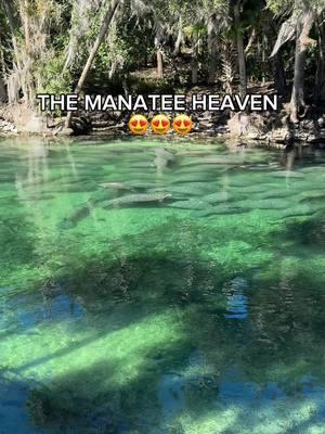 The time to see these gentle giants IS NOW!  #seacow #manatee #manatees #manateetiktok #floridasprings #manateeseason #bluesprings #bluespringsflorida 