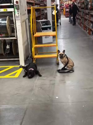 Home Depot has quickly become one of my favorite spots to train dogs. It’s filled with plenty of stimulation, and the best part—they’re super dog-friendly! Training your dog in different environments is so important. If you only train at home or in quiet spaces, your dog might struggle to stay focused when you’re in busier, high-stimulation places. Exposure to new environments is key to building a well-rounded, reliable dog. So, get out there and challenge your training!         #DogTraining #dogsofinstagram #dogtrainer #dog #dogs #k #puppy #doglife #doglover #puppytraining #dogstagram #dogoftheday #doglovers #training #workingdog #dogtrainingtips #instadog #puppylove #happydog #dogsofinsta #germanshepherd #obediencetraining #puppiesofinstagram #puppies #dogphotography #dogtrainingadvice #obedience #dogwalking #dogtrainersofinstagram #dogboarding 